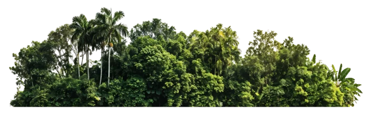 Fotobehang Tropisch Lush green tropical forest treeline with various palm trees and dense foliage against transparent background. Rich biodiversity shown in layered vegetation canopy  © Kafa Labs