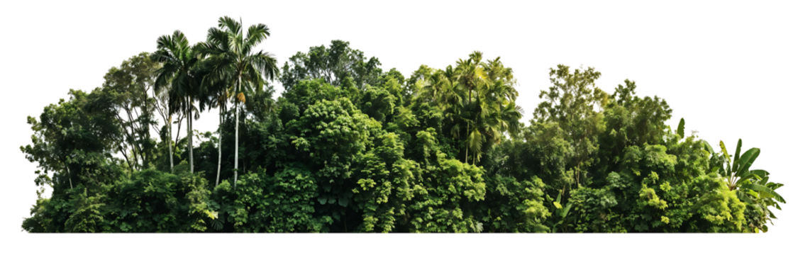 Lush green tropical forest treeline with various palm trees and dense foliage against transparent background. Rich biodiversity shown in layered vegetation canopy