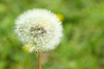 Beautiful white dandelion flower in green grass outdoors, closeup