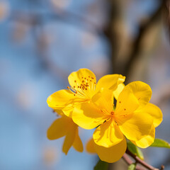 Obraz premium yellow flowers in the garden