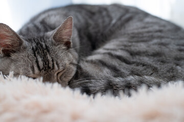 Obraz premium 窓辺で眠る可愛い猫 サバトラ猫
