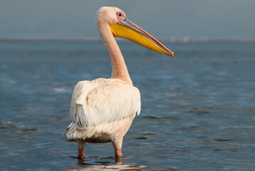 African wild birds. A lone Great pelican on a blue lagoon on a sunny day