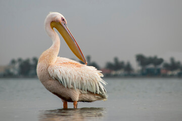 African wild birds. A lone white pelican on a blue lagoon on a sunny day