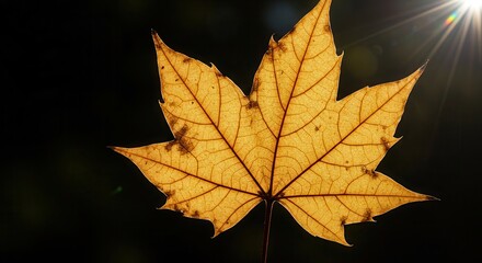 Translucent Maple Leaf Backlit by Sunlight Showing Veins and Texture
