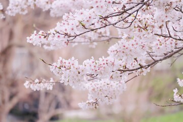 桜の木の枝に咲く満開の桜の花