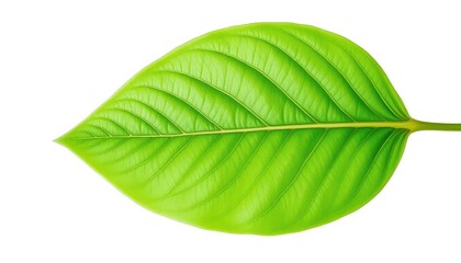 Obraz premium Single leaf, isolated on pure white background, botany, texture