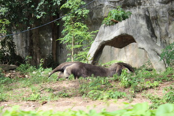 Fototapeta premium wild boar in the woods