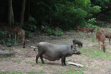 Male wild boar in autumn