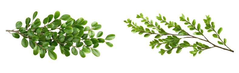 Fototapeta premium green lush branches with small oval leaves on white background