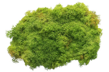 bright green reindeer moss texture on transparent background