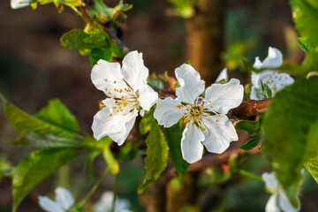 Branch of a cherry tree in the period of spring flowering.