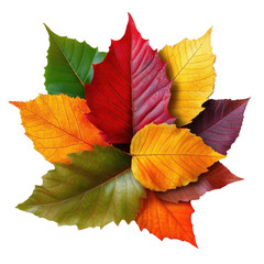 autumn leaves on white background colorful fall foliage