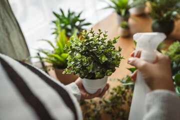 Unknown woman gardener or florist take care of plant with spray at home