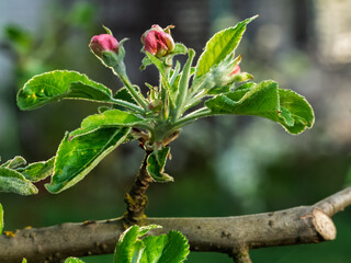 Branch of a blooming apple tree in the spring orchard.