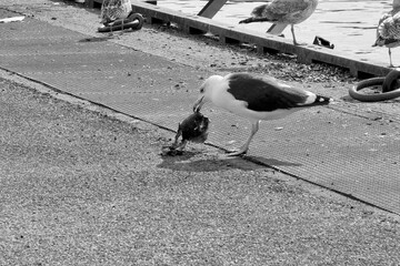 Go&eacute;land cassant une moule .