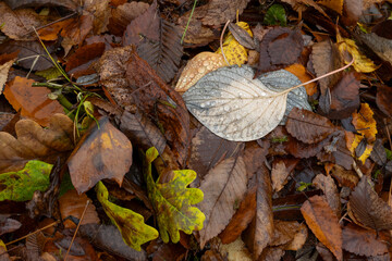 Europa, Deutschland, Bayern, Blätter mit Herbstfarben und Wassertropfen