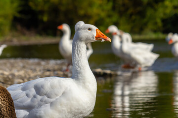 Fototapeta premium A domestic goose is a goose that humans have domesticated and kept for their meat, eggs, or down feathers. Domestic geese have been derived through selective breeding from the wild greylag goose