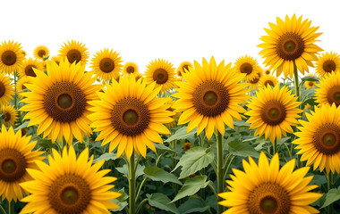 Obraz premium closeup, Field of sunflowers in full bloom joy and positivity on white background