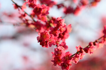 春の兆し