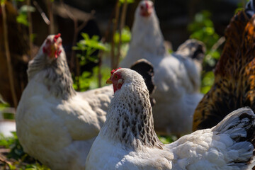 Chickens explore a sunny garden surrounded by greenery during a warm afternoon in a rural setting, showcasing their natural behaviors and vibrant feathers