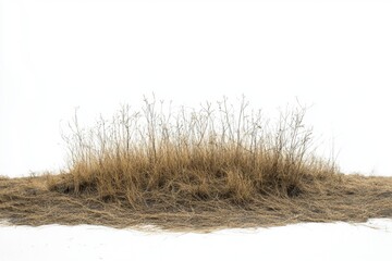 Fototapeta premium This image features a dry grass patch against a white background, capturing the essence of minimalism in nature. Ideal for environmental or landscape design projects.