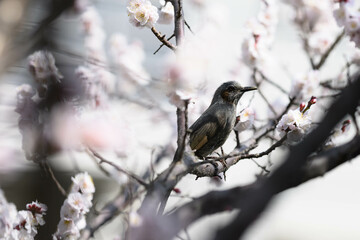 春の兆し
