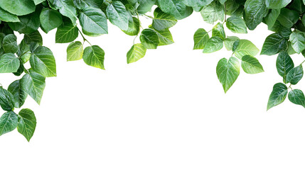 Lush Green Leaves Frame: Nature's Verdant Embrace