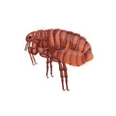 flea insect. Realistic  flea on white background. Top view. Vector.