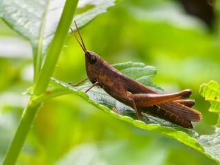 brown grasshopper on leaf with blurry background