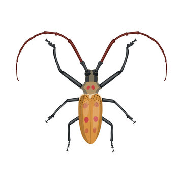 Spotted mango borer (batocera numitor). Realistic beetle with long antennae. Vector