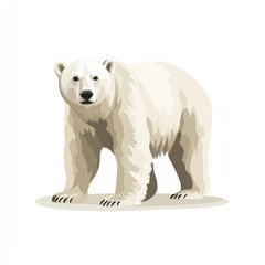 Fototapeta premium Polar bear stands on a white background. The bear is looking at the camera. The bear is the main focus of the image