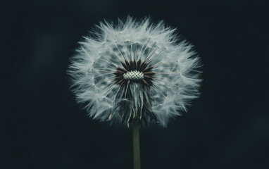 Close Up Fluffy White Dandelion Seed Head Dark Background