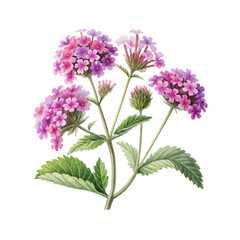 Vibrant Pink and Purple Verbena Blossoms in Bloom