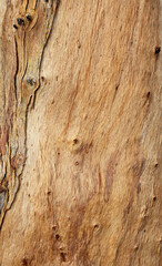 Close up of weathered eucalyptus tree bark showing intricate patterns