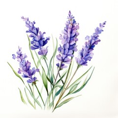 Obraz premium Watercolor Painting of Lavender Flowers with Green Stems and Leaves
