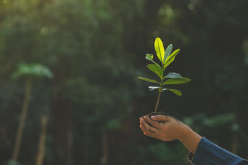 Seedling in hand concept of environment and sustainability, clean energy, on natural bokeh blur background.