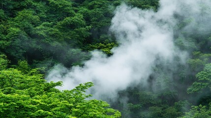 Lush Green Forest with Wisps of Mist Rising in Tranquil Environment