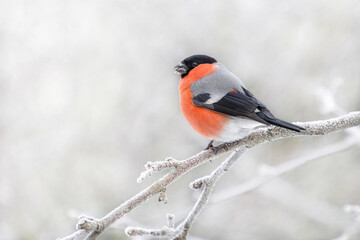Bullfinch, Eurasian bullfinch (Pyrrhula pyrrhula) sits on a branch in winter.
