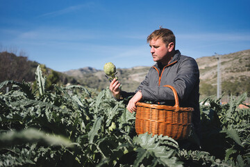 Farmer examines a freshly picked artichoke while holding a wicker basket in a field of artichoke plants, embodying sustainable and ecological agriculture