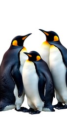 Naklejka premium Group of penguins huddling together for warmth isolate on White Background, cutout