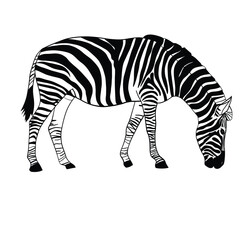 vector illustration of a zebra animal