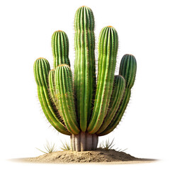 Cactus Desert Beauty, A striking image of a tall, vibrant green cactus, standing proudly in a sandy environment, showcasing its unique form and resilience.