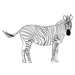 vector illustration of a zebra animal