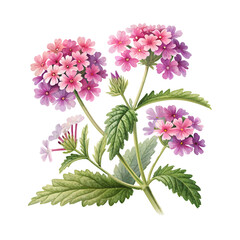 "Vibrant Pink and Purple Verbena Blossoms in Bloom"