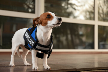 Cute Jack Russell Terrier wearing service dog vest outdoors, space for text