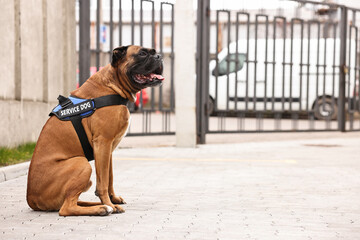 Cute service dog in vest sitting on city street. Space for text