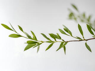 Minimalist green leaf branch against a bright white background
