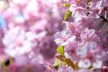 Obraz premium Pink flowers Cherry blossoms in Sakura spring season with copy space , Japan