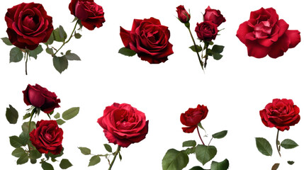 set of red roses isolated on white background