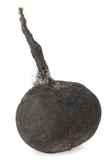 One black turnip isolated on white. Vegetable root